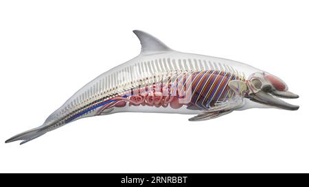 Dolphin's internal organs, illustration Stock Photo