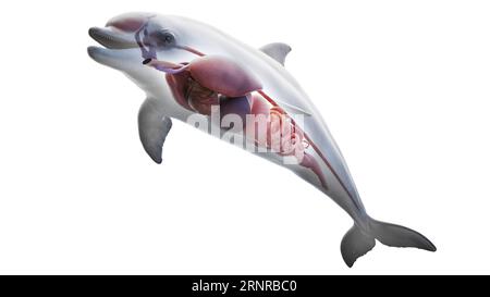 Dolphin's internal organs, illustration Stock Photo