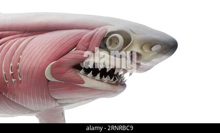 Shark's muscular system, illustration Stock Photo