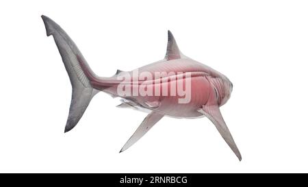 Shark's muscular system, illustration Stock Photo