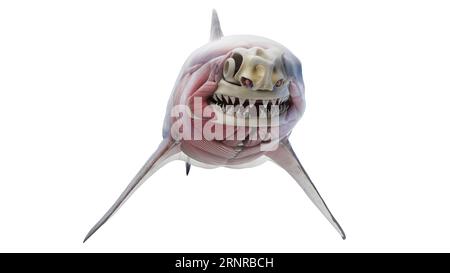 Shark's muscular system, illustration Stock Photo