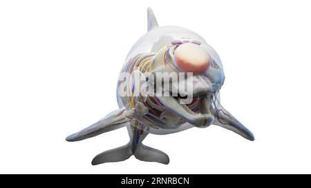 Dolphin's internal organs, illustration Stock Photo