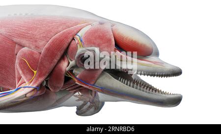 Dolphin's head muscles, illustration Stock Photo