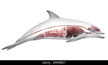 Dolphin's internal organs, illustration Stock Photo