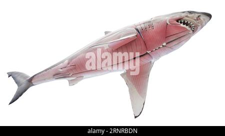 Shark's muscular system, illustration Stock Photo