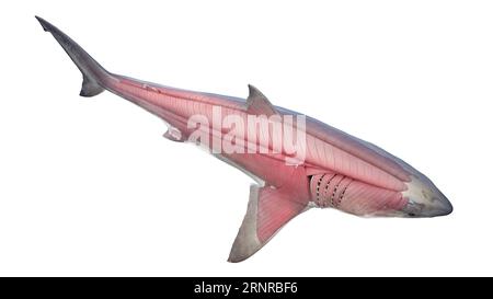 Shark's muscular system, illustration Stock Photo