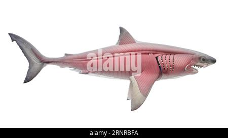 Shark's muscular system, illustration Stock Photo