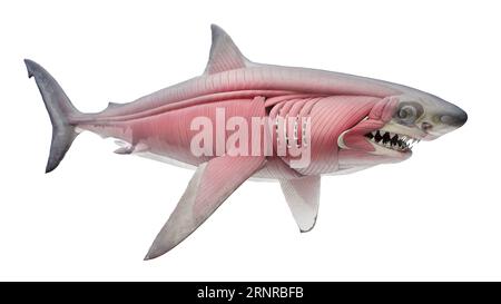 Shark's muscular system, illustration Stock Photo