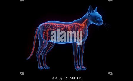 Cat Neural Cat's nervous system, illustration Stock Photo - Alamy