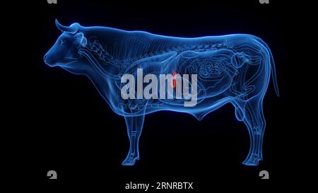 Cow's gallbladder, illustration Stock Photo