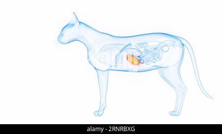 Anatomy of the cat spleen Stock Photo - Alamy