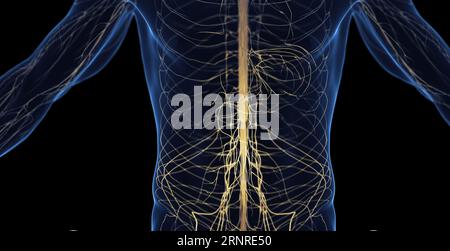 Male abdominal nervous system, illustration Stock Photo - Alamy