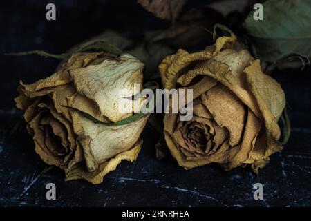 dried faded and wilted yellow roses with dead leaves and stems on a dark background Stock Photo