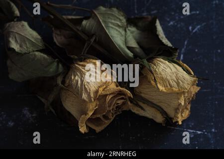 dried faded and wilted yellow roses with dead leaves and stems on a dark background Stock Photo