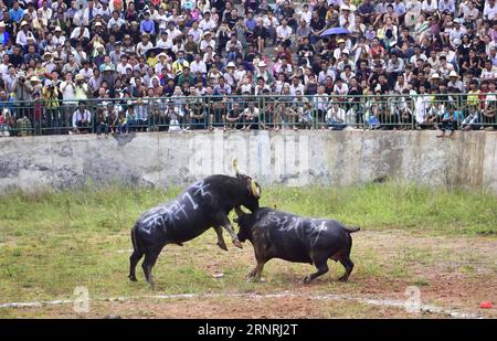 (171003) -- QIANDONGNAN, Oct. 3, 2017 -- Tourists watch bulls fighting in Congjiang County, southwest China s Guizhou Province, Oct. 3, 2017. Various activities are held around China during the National Day holiday. This year it has been extended by one more day as the Mid-Autumn Festival falls on Oct. 4. )(wjq) CHINA-HOLIDAY ACTIVITIES (CN) WuxDejun PUBLICATIONxNOTxINxCHN Stock Photo