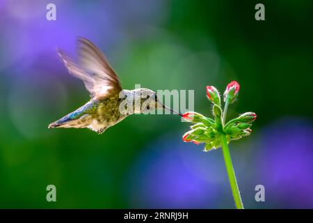 An Anna's  hummingbird (Calyte anna) investigating the buds of a flower about to blossom Stock Photo