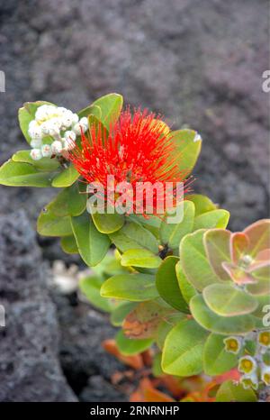 Lava background with flowerbed of small colorful flowers. Vibrant colorful flowers with lava background - Nature Stock Photo