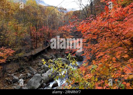 (171011) -- KUANDIAN, Oct. 11, 2017 -- Tourists view the scenery of red leaves at Tianqiaogou forest park in Dandong, northeast China s Liaoning Province, Oct. 11, 2017. ) (wyo) CHINA-LIAONING-AUTUMN SCENERY (CN) LixGang PUBLICATIONxNOTxINxCHN Stock Photo