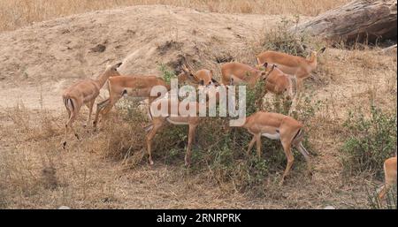 Impala, aepyceros melampus, Group of Female eating Bush, Masai Mara Park in Kenya Stock Photo