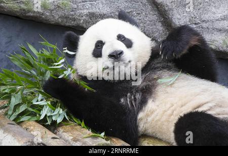 (171013) -- TORONTO, Oct. 13, 2017 -- Two-year-old giant panda Jia Yueyue eats bamboo during its 2nd birthday celebration at the Toronto Zoo in Toronto, Canada, Oct. 13, 2017. The Toronto Zoo hosted the 2nd birthday celebration for the first Canadian-born giant panda twins Jia Panpan (meaning Canadian Hope) and Jia Yueyue (meaning Canadian Joy) on Friday. The female giant panda Er Shun from China gave birth to the twins in Toronto Zoo on Oct. 13, 2015. ) CANADA-TORONTO-GIANT PANDA TWINS-2ND BIRTHDAY CELEBRATION ZouxZheng PUBLICATIONxNOTxINxCHN Stock Photo