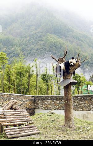 (171021) -- CHENGDU, Oct. 21, 2017 -- A giant panda rests on a branch of tree at Shenshuping protection base in Wolong National Nature Reserve, southwest China s Sichuan Province, Oct. 20, 2017. The base was reconstructed after a quake in 2008 and over 50 giant pandas including 19 born in this year are now living here. )(wsw) CHINA-SICHUAN-GIANT PANDA PROTECTION BASE (CN) ZhangxFan PUBLICATIONxNOTxINxCHN Stock Photo