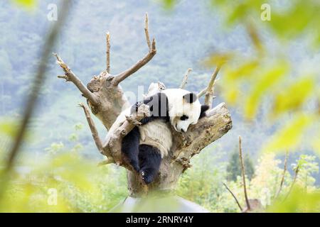 (171021) -- CHENGDU, Oct. 21, 2017 -- A giant panda rests on a branch of tree at Shenshuping protection base in Wolong National Nature Reserve, southwest China s Sichuan Province, Oct. 20, 2017. The base was reconstructed after a quake in 2008 and over 50 giant pandas including 19 born in this year are now living here. )(wsw) CHINA-SICHUAN-GIANT PANDA PROTECTION BASE (CN) ZhangxFan PUBLICATIONxNOTxINxCHN Stock Photo