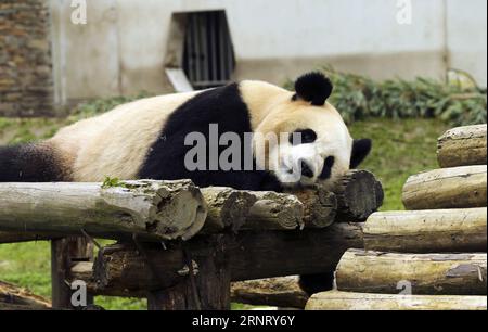 (171021) -- CHENGDU, Oct. 21, 2017 -- A giant panda rests at Shenshuping protection base in Wolong National Nature Reserve, southwest China s Sichuan Province, Oct. 20, 2017. The base was reconstructed after a quake in 2008 and over 50 giant pandas including 19 born in this year are now living here. )(wsw) CHINA-SICHUAN-GIANT PANDA PROTECTION BASE (CN) ZhangxFan PUBLICATIONxNOTxINxCHN Stock Photo