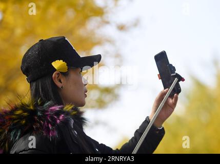 (171021) -- SHENYANG, Oct. 21, 2017 -- A woman takes pictures of the scenery of ginkgo trees in Shenyang Agricultural University in Shenyang, capital of northeast China s Liaoning Province, Oct. 21, 2017. A path sided with ginkgo trees in the campus attracted many tourists in the season of autumn. )(wjq) CHINA-LIAONING-GINKGO SCENERY (CN) LongxLei PUBLICATIONxNOTxINxCHN Stock Photo