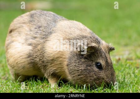 Domestic guinea pig (Cavia porcellus), smooth-haired guinea pig (agouti), eating grass in a green meadow, captive, Germany Stock Photo