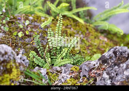 Brown-stemmed striped fern (Asplenium trichomanes), growing on mossy rock, Bavaria, Germany Stock Photo