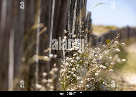 Summer dune landscape with the wooden picket fence typical of the region and hare's-tail grass, also called hares tail grass (Lagurus ovatus) Stock Photo