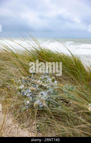 Sea thistle (Eryngium maritinum) in stormy winds in the dunes by the sea, Portbail, Cotentin, Manche, Normandy, France Stock Photo
