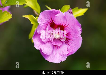 Rose of sharon (Hibiscus syriacus), flower, Schleswig-Holstein, Germany Stock Photo