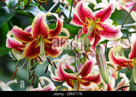 Oriental lily variety Scheherazade (Lilium-Orienpet-Hybrid Scheherazade), Botanical Garden Hamburg, Germany Stock Photo