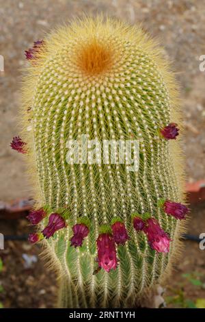 Close-up of a Neobuxbaumia Polylopha cactus with colorful flowers Stock Photo