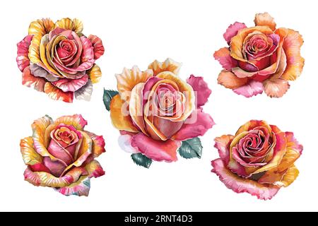 Set of hand drawn pink roses.  Botanic illustration isolated on white background. Stock Vector
