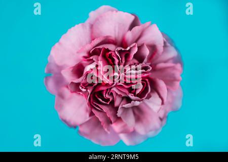 Head lilac carnation Stock Photo