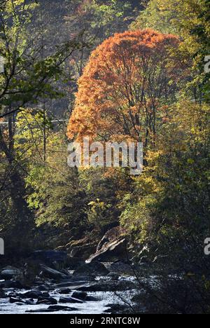 (171106) -- XI AN, Nov. 6, 2017 -- Photo taken on Oct. 27, 2017 shows the autumn scenery of Qinling Mountains in northwest China s Shaanxi Province. ) (yxb) CHINA-SHAANXI-QINLING MOUNTAINS-SCENERY(CN) ShaoxRui PUBLICATIONxNOTxINxCHN Stock Photo