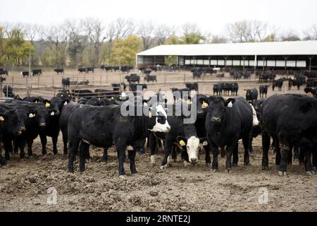 (171107) -- OMAHA, Nov. 7, 2017 -- Photo taken on Oct. 31, 2017 shows Angus cows at Bill s farm in Omaha, the United States. Though it is the home of U.S. billionaire investor Warren Buffett, Omaha was little known to Chinese a few months ago. But now this city in the midwestern Nebraska state is poised to become a household name in China since its Greater Omaha Packing company sent about 40 boxes of its products to China on June 14, soon days after the United States and China reached a deal to re-open Chinese markets for U.S. beef as part of their 100-day action plan to boost bilateral econom Stock Photo