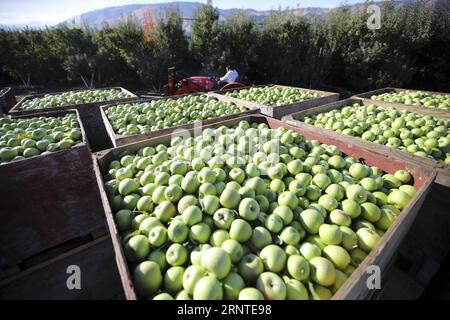 https://l450v.alamy.com/450v/2rnte98/171107-wenatchee-us-nov-7-2017-containers-full-of-granny-smith-apples-are-seen-in-an-apple-orchard-of-auvil-fruit-company-in-wenatchee-washington-state-the-united-states-on-nov-3-2017-wenatchee-known-in-the-united-states-as-the-apple-capital-might-not-be-a-familiar-name-for-the-chinese-people-but-the-red-delicious-gala-granny-smith-and-many-more-apple-species-the-city-produces-have-already-been-very-popular-among-chinese-consumers-china-has-become-one-of-auvil-s-biggest-overseas-markets-for-its-apples-and-cherries-in-recent-years-since-the-company-learned-about-the-b-2rnte98.jpg