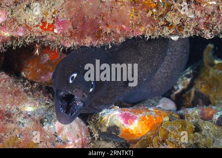 Black moray eel (Muraena augusti) with open mouth. Dive site Pasito Blanco Reef, Arguineguin, Gran Canaria, Spain, Atlantic Ocean Stock Photo