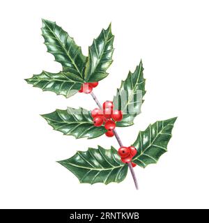christmas holly branch with red berries and green leaves isolated