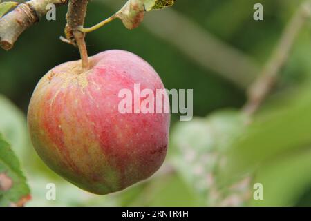 A Single Red Apple Growing on a Fruit Tree. Stock Photo