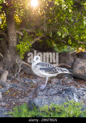 Young Swallow-tailed Gull (Creagrus furcatus) at sunset in Galapagos, Ecuador. Stock Photo