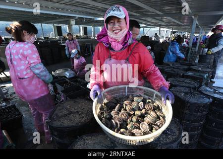 (171122) -- RONGCHENG, Nov. 22, 2017 -- An aquaculture worker shows abalones at a harbour in Rongcheng City, east China s Shandong Province, Nov. 21, 2017. About 3.6 million abalones were transferred on Tuesday from Rongcheng to Putian, a warm city in southeast China s Fujian Province, due to the drop of water temperature in Rongcheng. The abalones will return to Rongcheng in next summer to escape the heat in Putian. This north-south transfer could help protect the abalones from the changing water temperature in the sea. ) (ry) CHINA-SHANDONG-RONGCHENG-ABALONE TRANSFER(CN) WangxFudong PUBLICAT Stock Photo