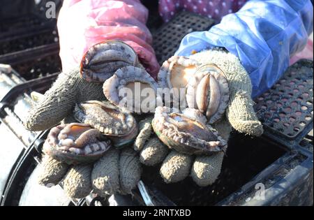 (171122) -- RONGCHENG, Nov. 22, 2017 -- An aquaculture worker shows abalones at a harbour in Rongcheng City, east China s Shandong Province, Nov. 21, 2017. About 3.6 million abalones were transferred on Tuesday from Rongcheng to Putian, a warm city in southeast China s Fujian Province, due to the drop of water temperature in Rongcheng. The abalones will return to Rongcheng in next summer to escape the heat in Putian. This north-south transfer could help protect the abalones from the changing water temperature in the sea. ) (ry) CHINA-SHANDONG-RONGCHENG-ABALONE TRANSFER (CN) WangxFudong PUBLICA Stock Photo