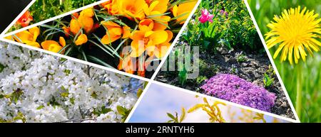 Photo collage of spring flowers. Wide photo. Stock Photo