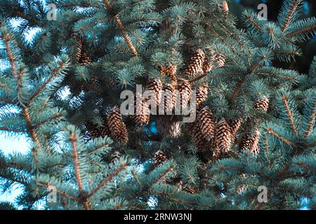Branches blue spruce are strewn with cones Stock Photo