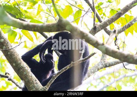 (171202) -- HAIKOU, Dec. 2, 2017 -- Photo taken on Oct. 28, 2017 shows two Hainan gibbons on a tree at the Bawangling National Nature Reserve in Changjiang, south China s Hainan Province. The Hainan gibbon, or Nomascus Hainanus, is the world s rarest primate, and probably rarest mammal species. Once numbered around 2,000 in the 1950s, they underwent a sharp decline in the late 20th century largely due to habitat loss and hunting. Typically living in rainforest trees over 10 meters tall, the Hainan black crested gibbon (Nomascus hainanus), with long arms and legs but no tail, rarely sets foot o Stock Photo