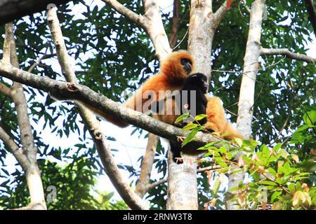 (171202) -- HAIKOU, Dec. 2, 2017 -- Photo taken on Oct. 28, 2017 shows a female Hainan gibbon and her baby sitting on a tree at the Bawangling National Nature Reserve in Changjiang, south China s Hainan Province. The Hainan gibbon, or Nomascus Hainanus, is the world s rarest primate, and probably rarest mammal species. Once numbered around 2,000 in the 1950s, they underwent a sharp decline in the late 20th century largely due to habitat loss and hunting. Typically living in rainforest trees over 10 meters tall, the Hainan black crested gibbon (Nomascus hainanus), with long arms and legs but no Stock Photo